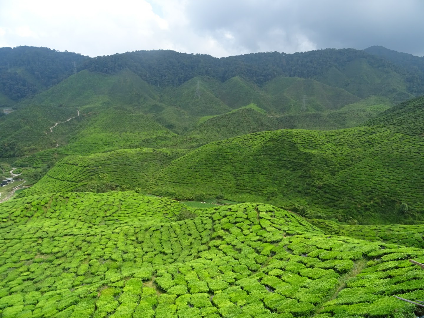 How to travel low-cost in Taman Negara and Cameron Highlands and what ...