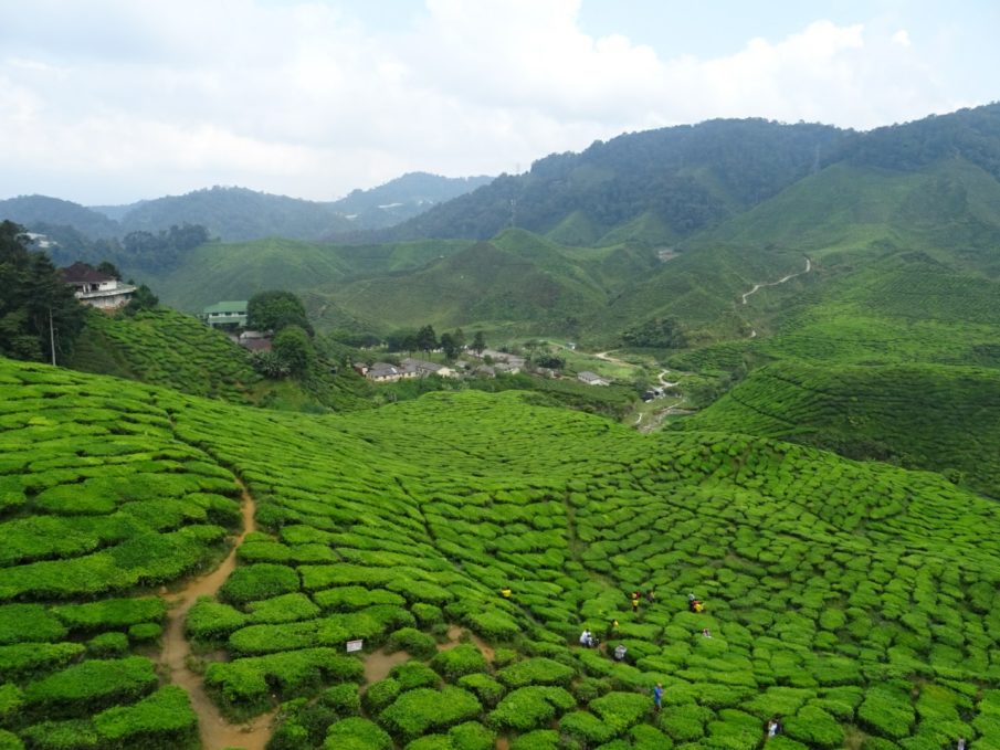 How to travel low-cost in Taman Negara and Cameron Highlands and what ...